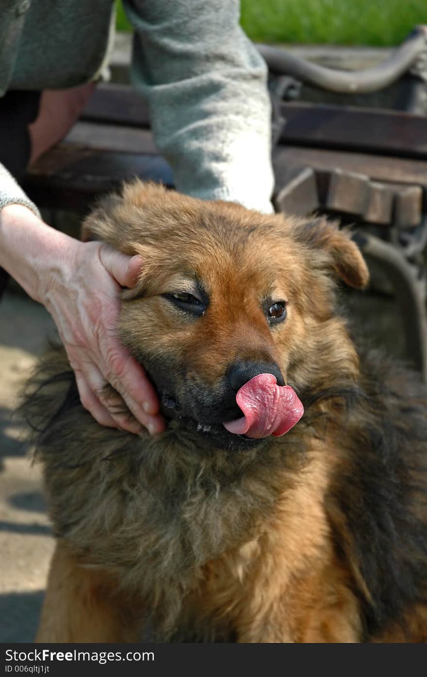 Dog licking his nozzle. Dog licking his nozzle