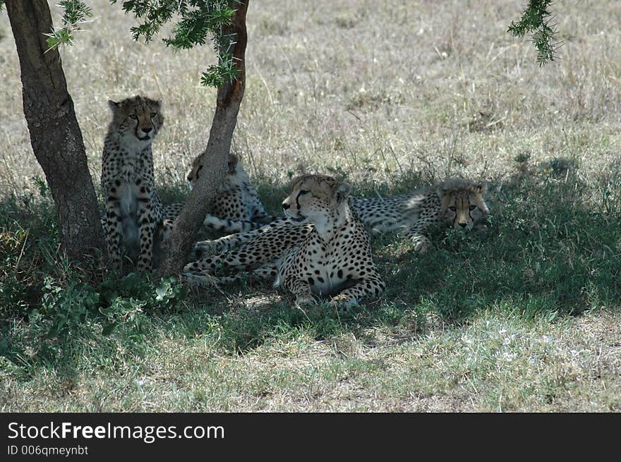 Cheetah Family