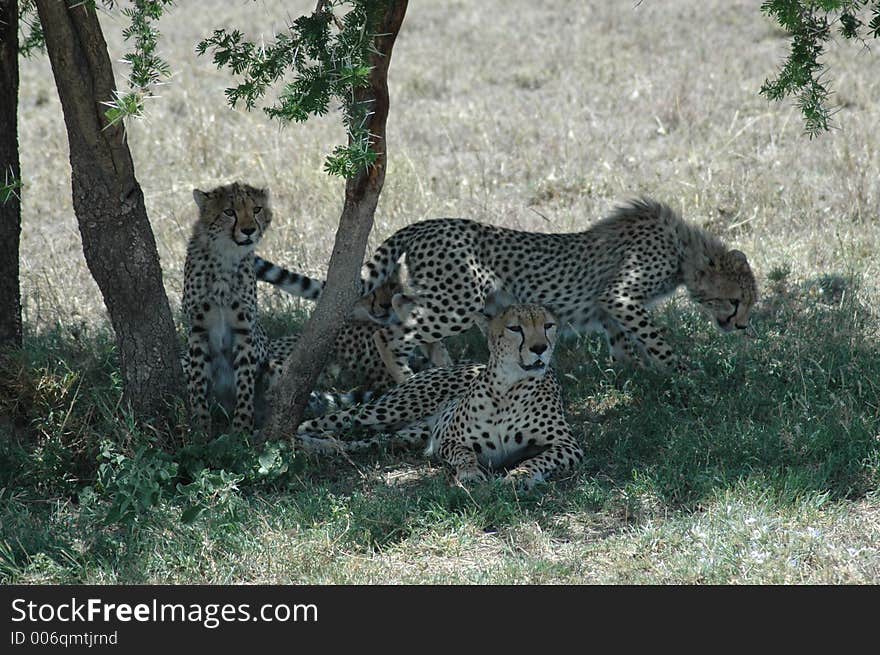 Cheetah Family