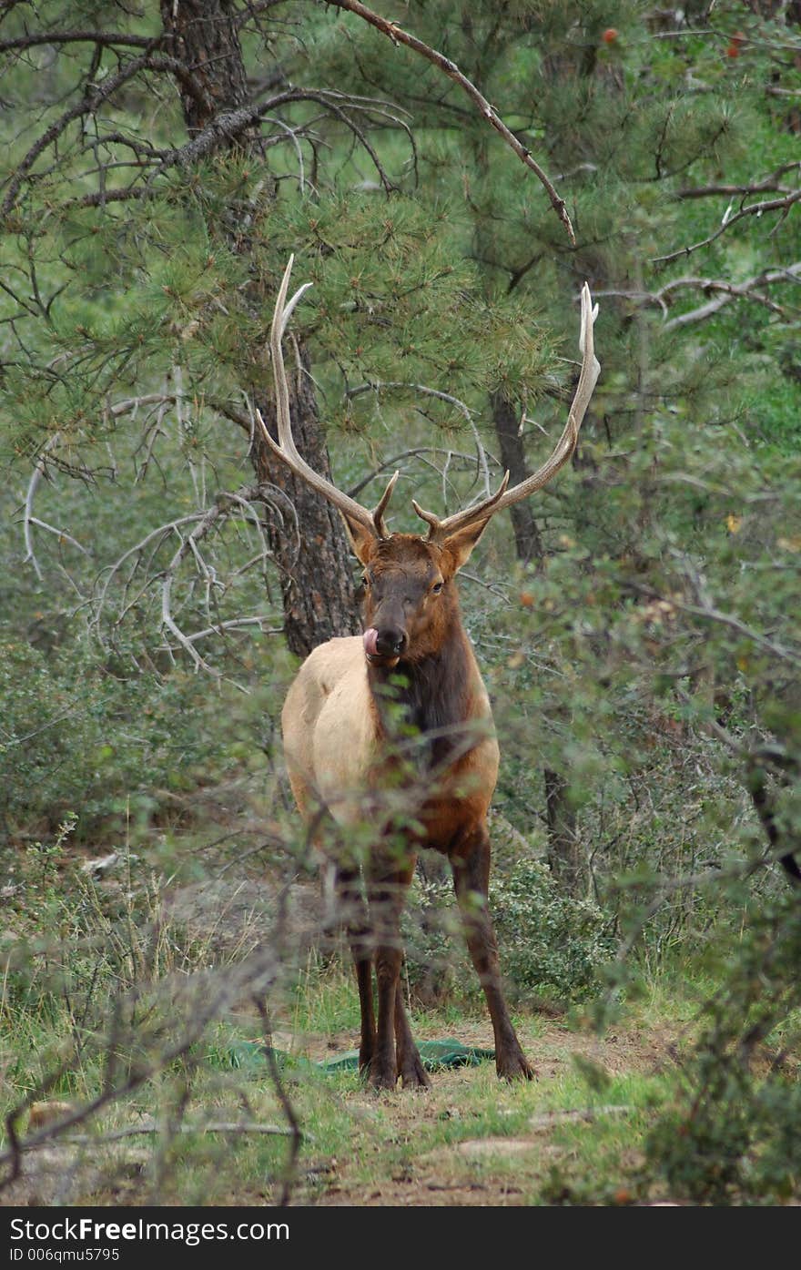 Bull Elk