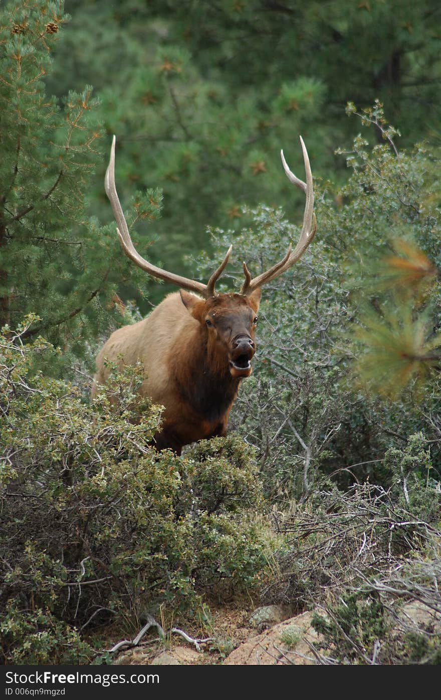 Bull Elk