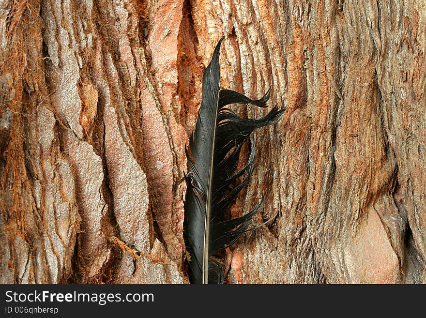 Crow Feather In Sequoia Bark