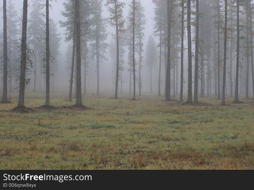 Fog in the trees.