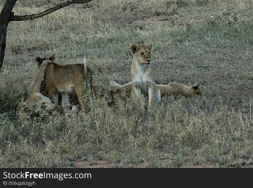 Lion Cubs Playing