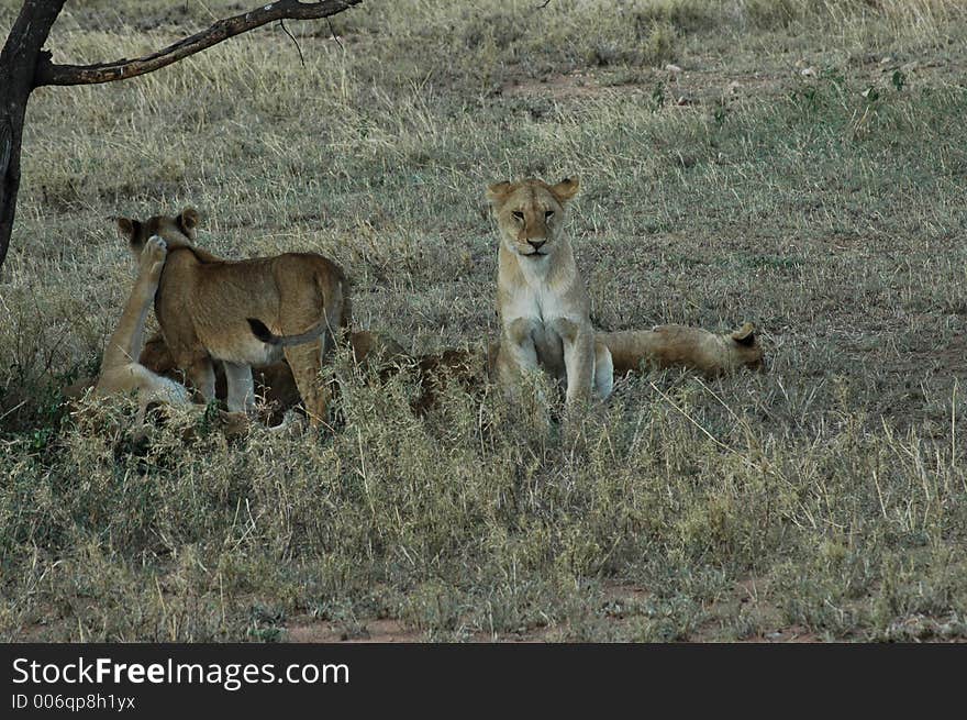 Lion Cubs Playing