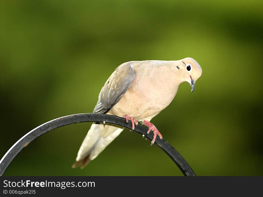 Portrait of a wild dove