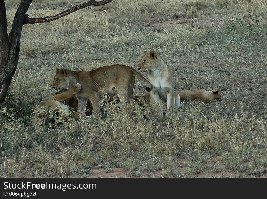 Lion Cubs Playing