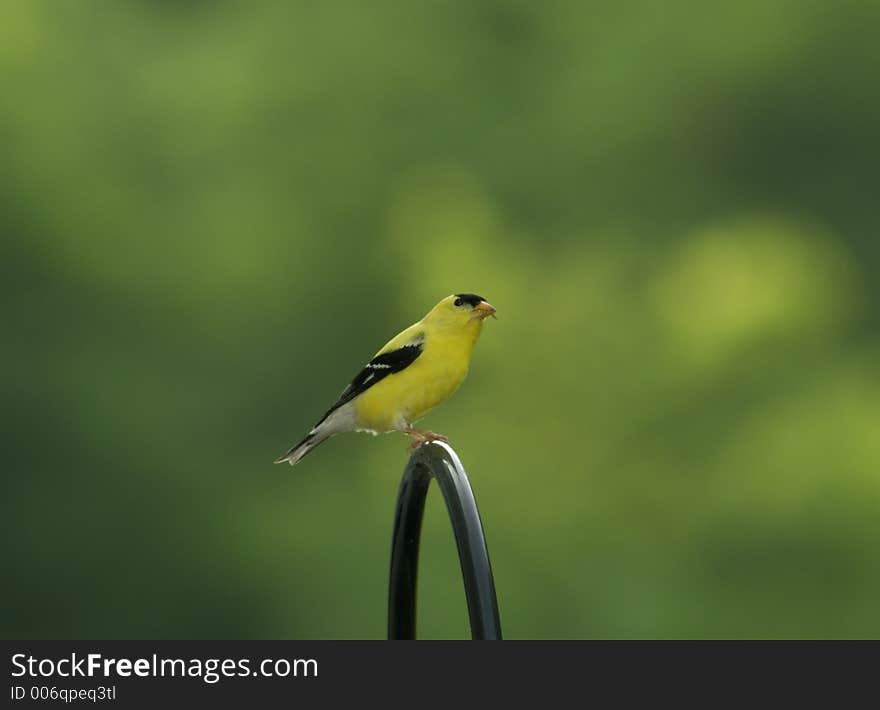 A eastern goldfinch standing in a beautiful background.