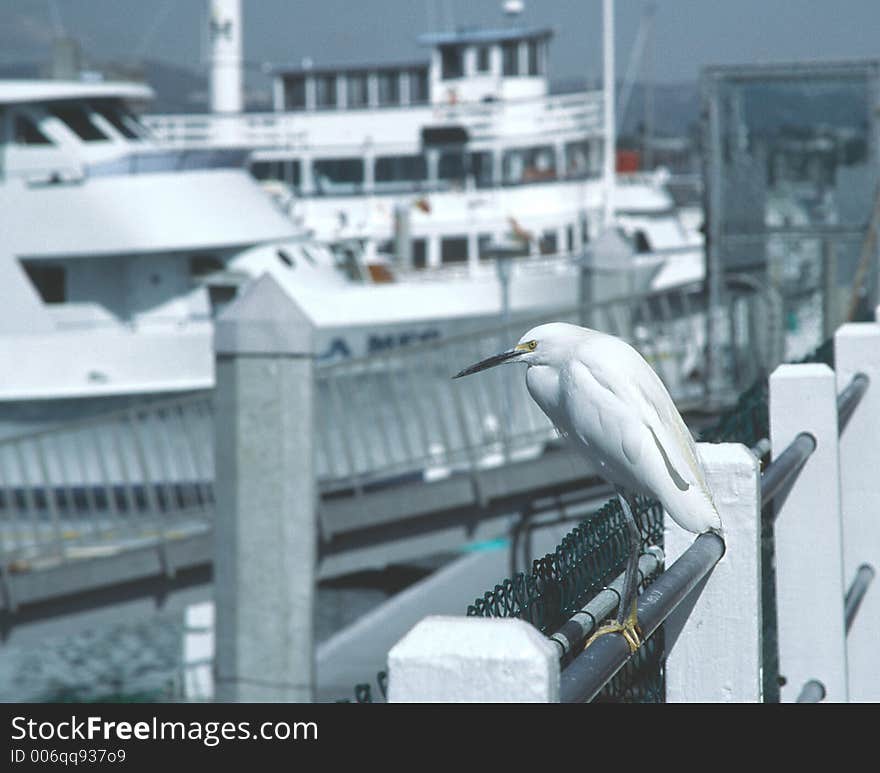 White egret on handrail.