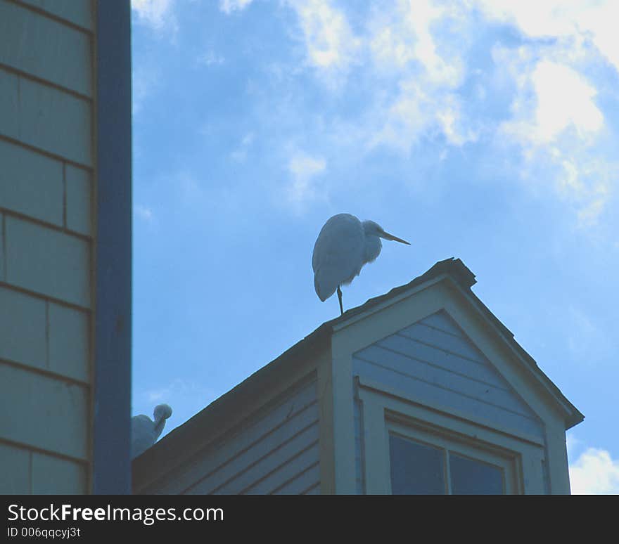 Egret on Rooftop