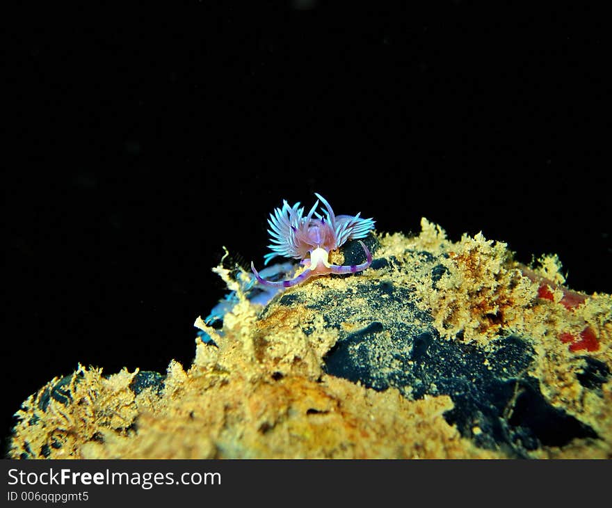 Nudibranch Head