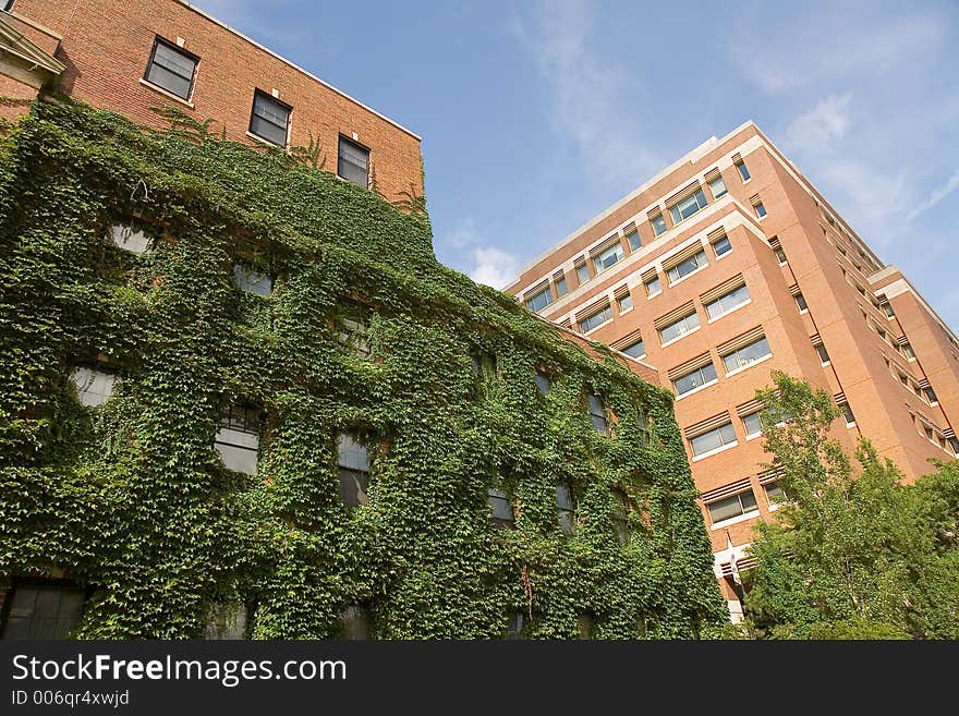 Leaf-covered building in Boston. Leaf-covered building in Boston.