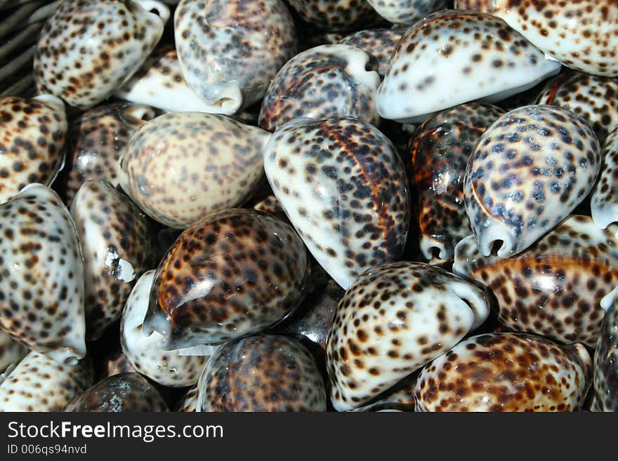 Shells in a basket