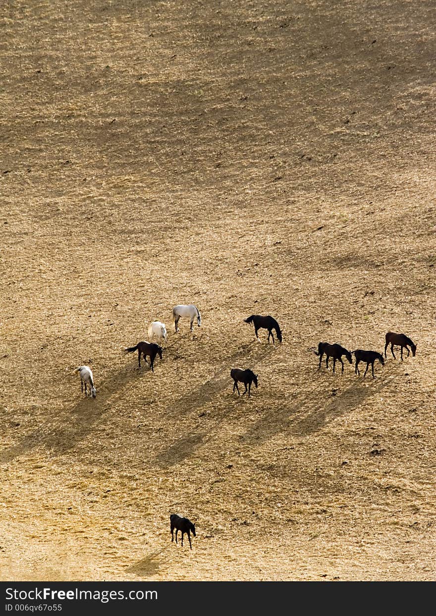 Horses In Golden Meadow