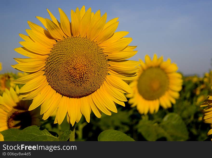 Sunflower