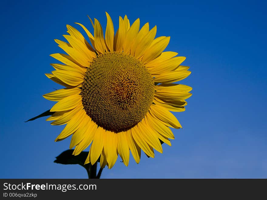 Sunflower on blue sky