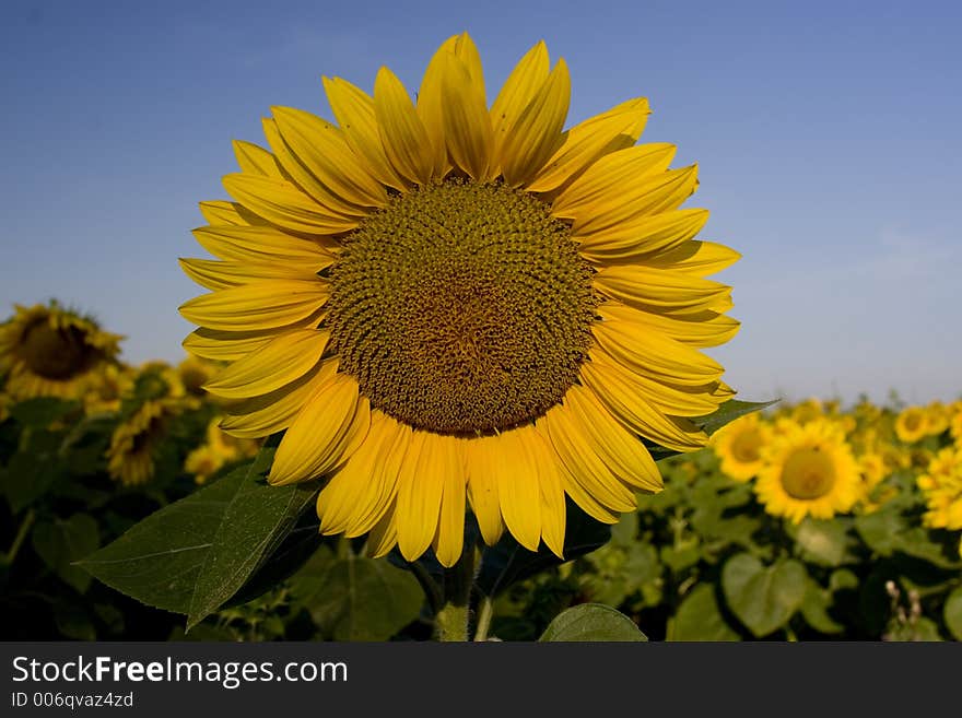 Field of sunflowers