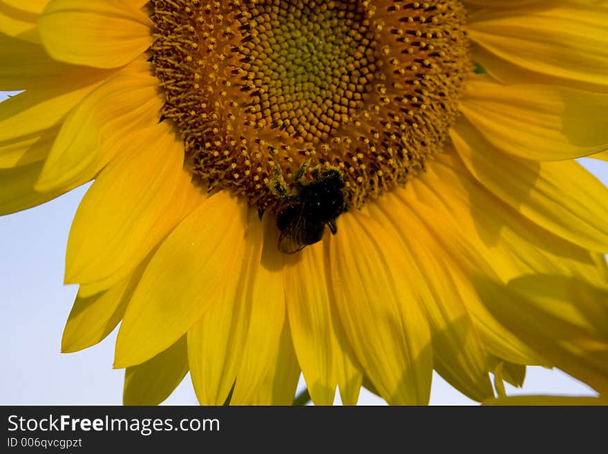 Sunflower with gad-fly. Sunflower with gad-fly