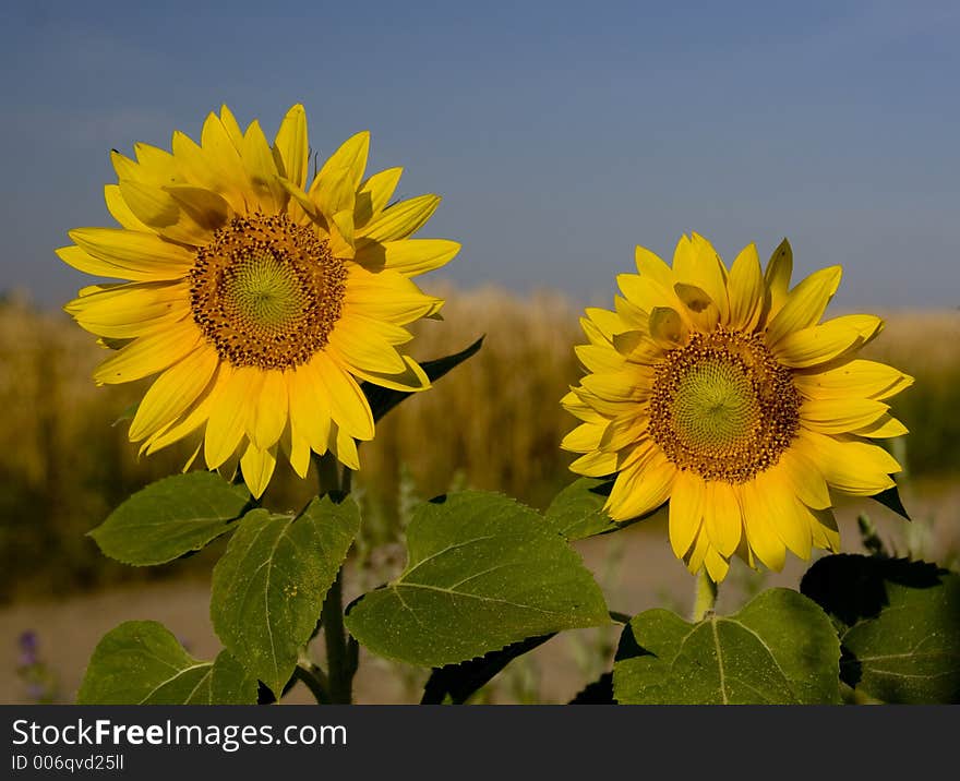 Two sunflowers