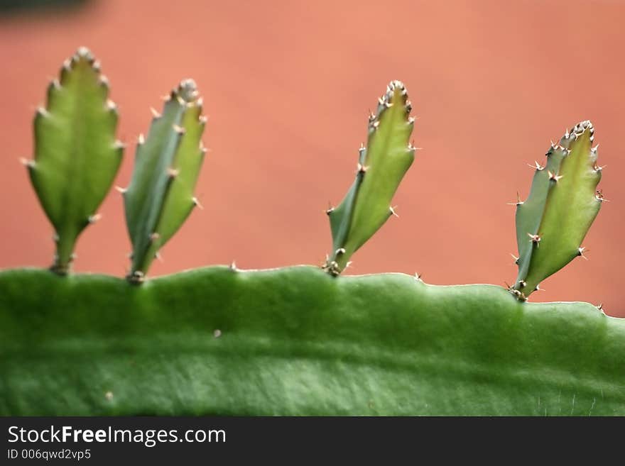 Microscopic view of aloe Vera