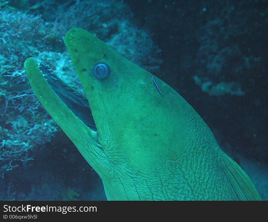 Giant moray on the reef in honduras. Giant moray on the reef in honduras