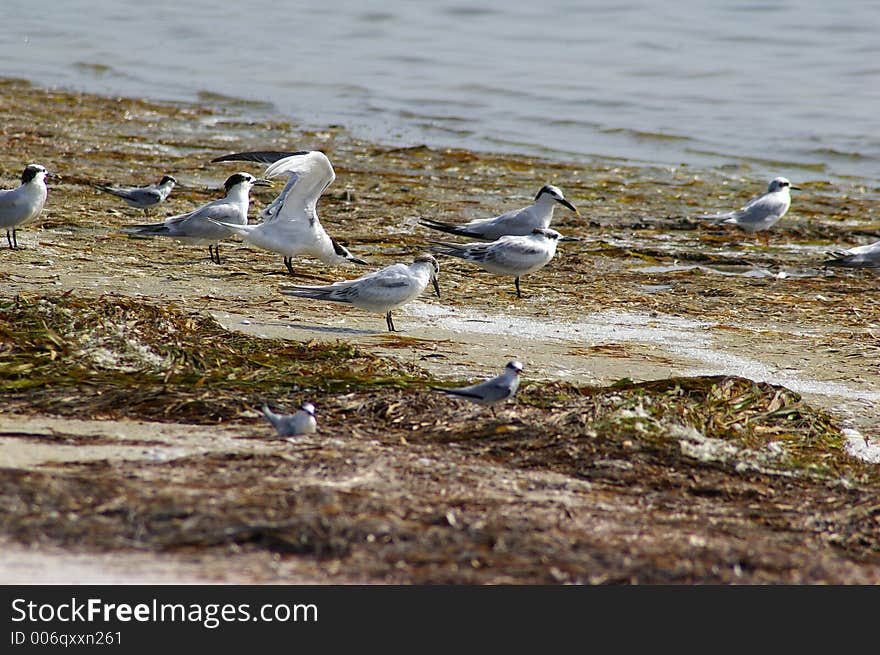 Gathering of Terns and Plovers waiting for the tide to wash food ashore. Gathering of Terns and Plovers waiting for the tide to wash food ashore