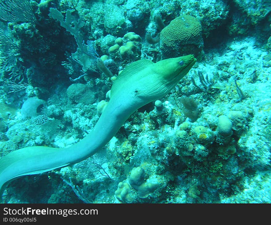 Free swimming moray eel on the reef in honduras. Free swimming moray eel on the reef in honduras