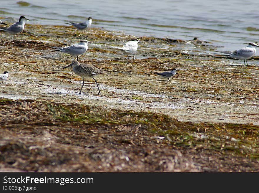 Grouping of Sandpipers, Terns and Plovers. Photographed at Ft. Desoto State Park, St. Petersburg FL