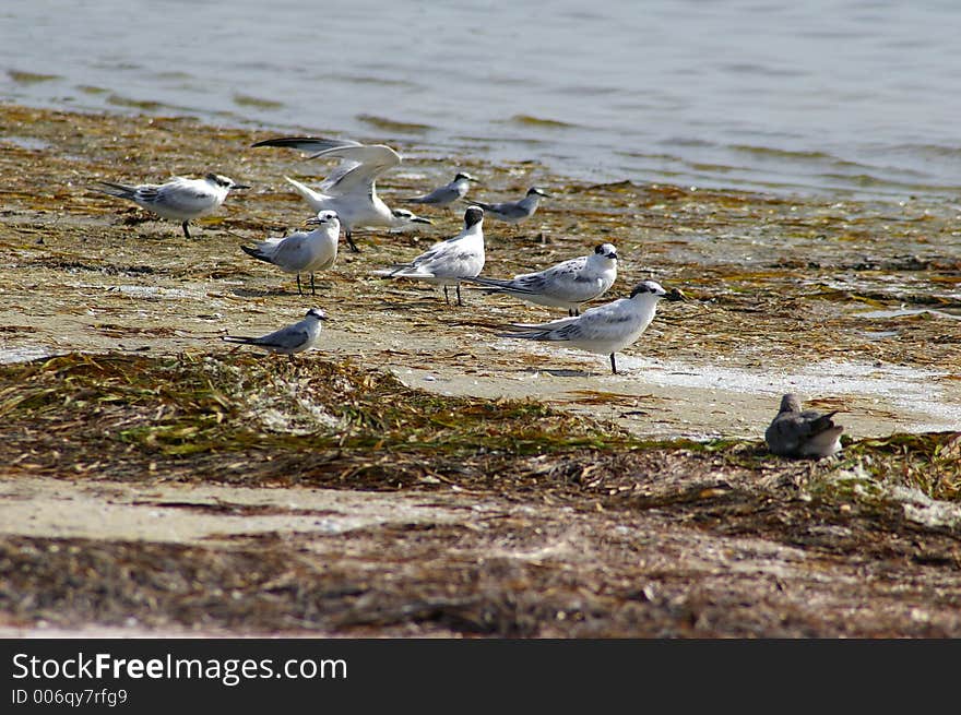 I caught this Tern as it was taking off. Photographed at Ft. Desoto State Park, St. Petersburg FL