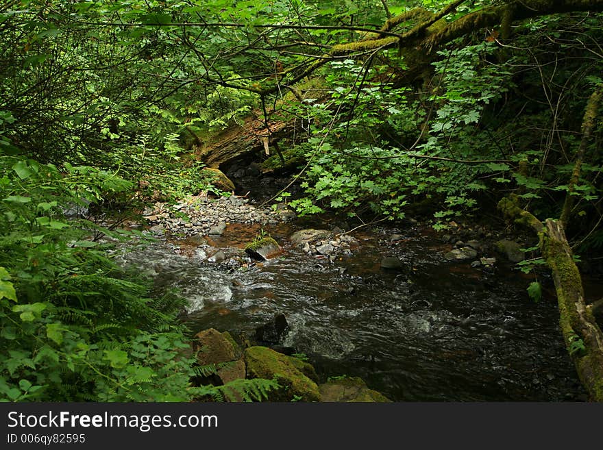 Forest stream in Columbia Gorge, Oregon