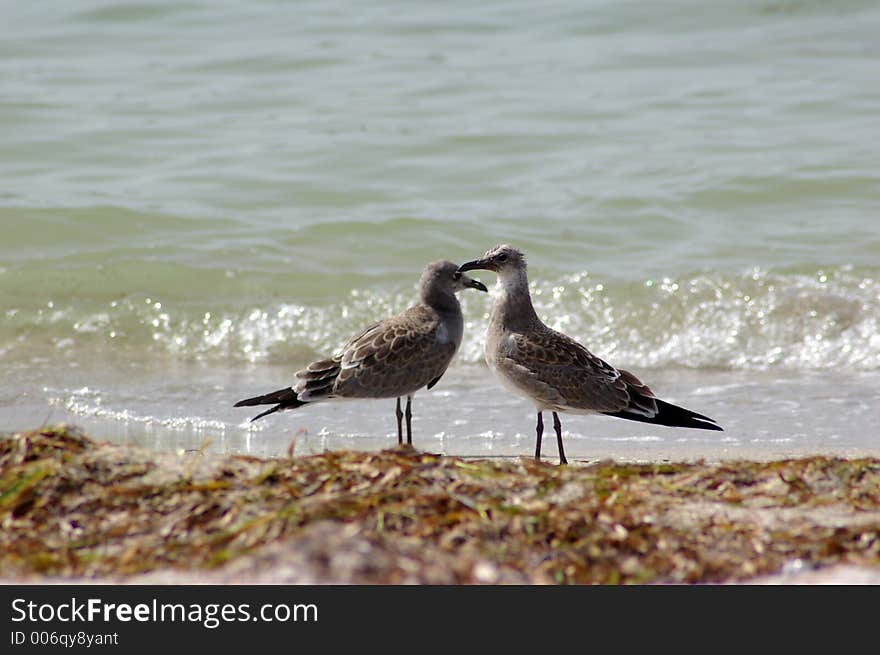 These two Juveniles were wroking together away from the group. Photographed at Ft. Desoto State Park, St. Petersburg FL. These two Juveniles were wroking together away from the group. Photographed at Ft. Desoto State Park, St. Petersburg FL