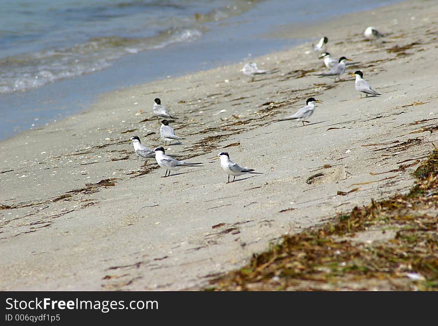 Group of Terns chasing the waves for food. Photographed at Ft. Desoto State Park, St. Petersburg FL. Group of Terns chasing the waves for food. Photographed at Ft. Desoto State Park, St. Petersburg FL