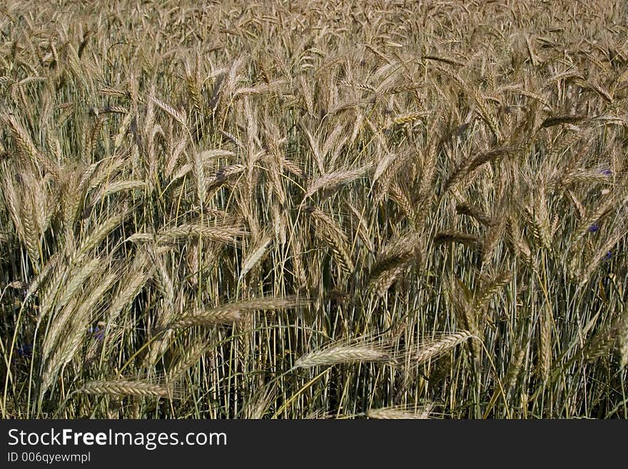 Field Of Cereal