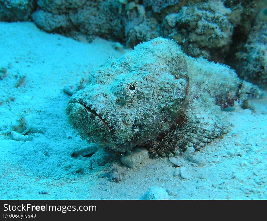 Scorpion Fish