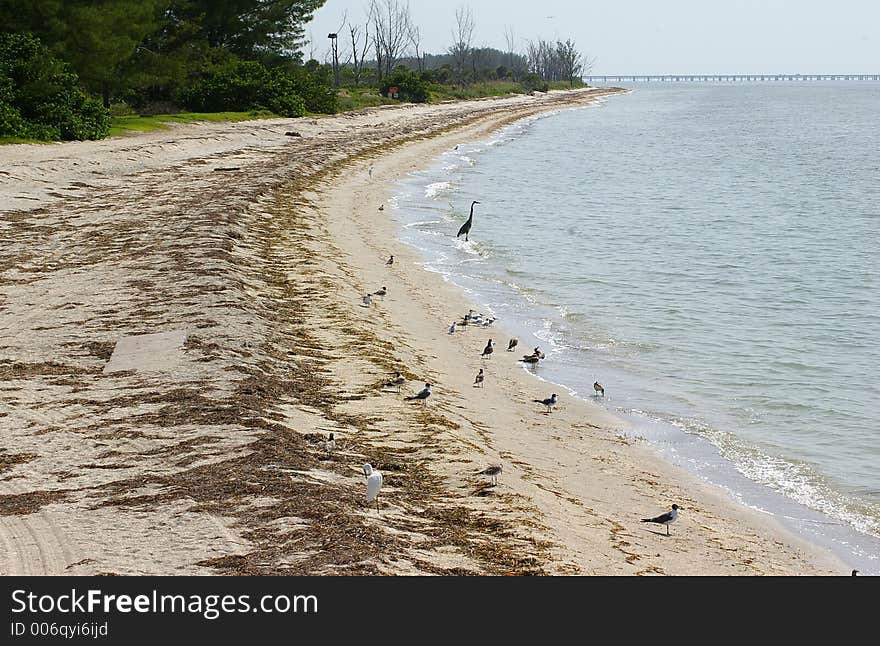Sea Gulls, Sandpipers, Terns and Egrets scattered down the beach. Photographed at Ft. Desoto State Park, St. Petersburg FL