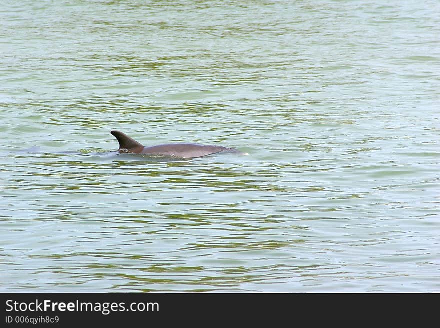 Single Porpoise breaking the water to breath. Photographed at Ft. Desoto State Park, St. Petersburg FL. Single Porpoise breaking the water to breath. Photographed at Ft. Desoto State Park, St. Petersburg FL