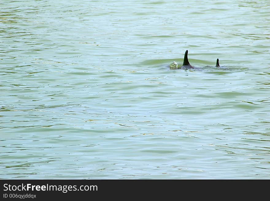 Mother and Baby Porpoise swimming in the Gulf Bay. Photographed at Ft. Desoto State Park, St. Petersburg FL