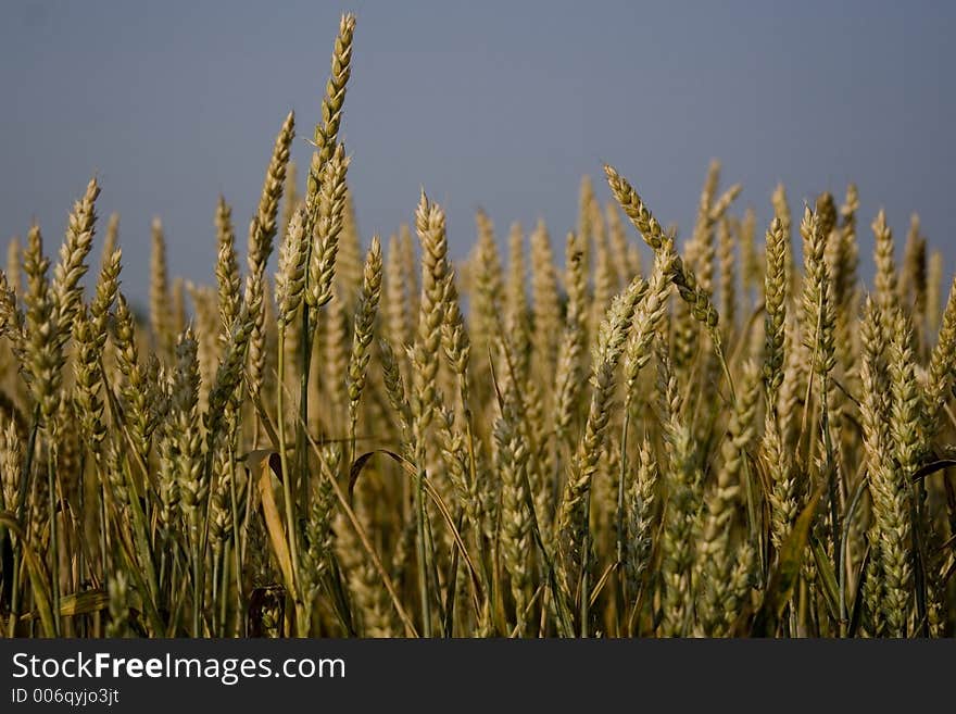 Field of cereal