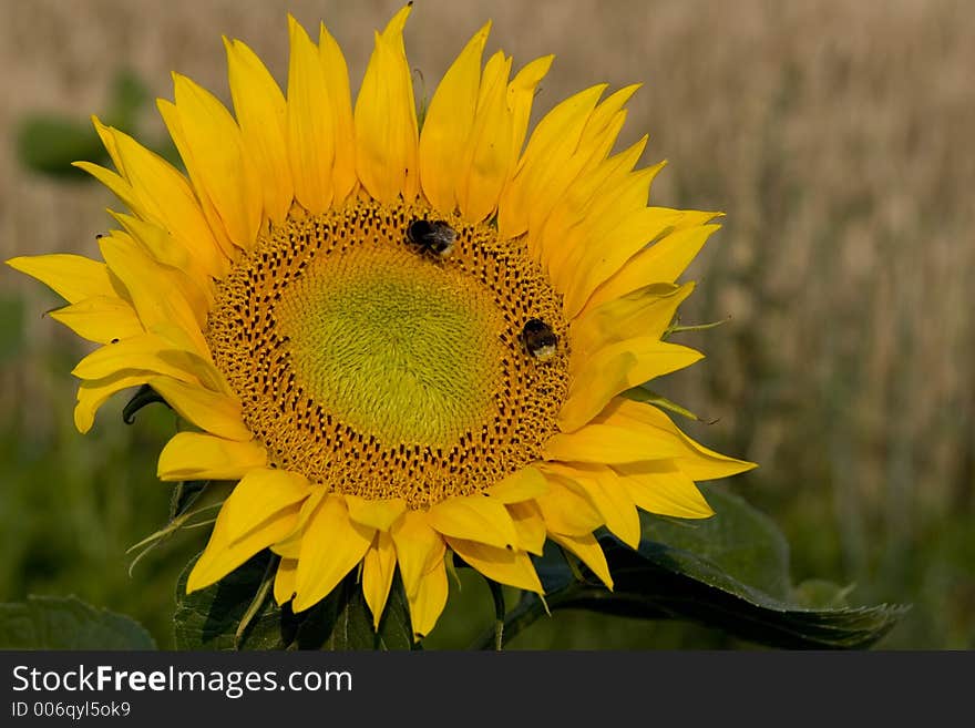 Sunflower On Field