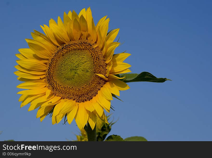 Sunflower in blue