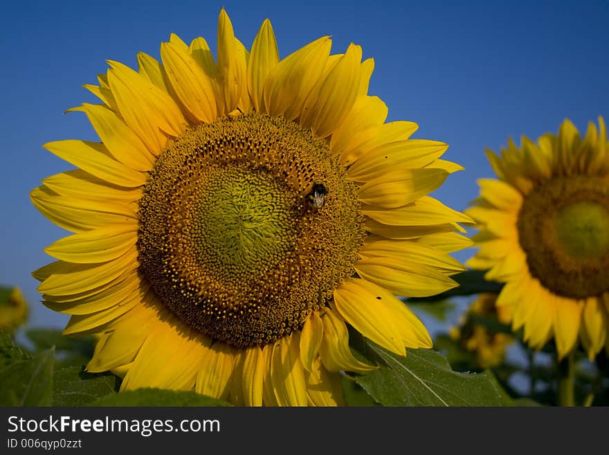 Sunflowers on blue sky