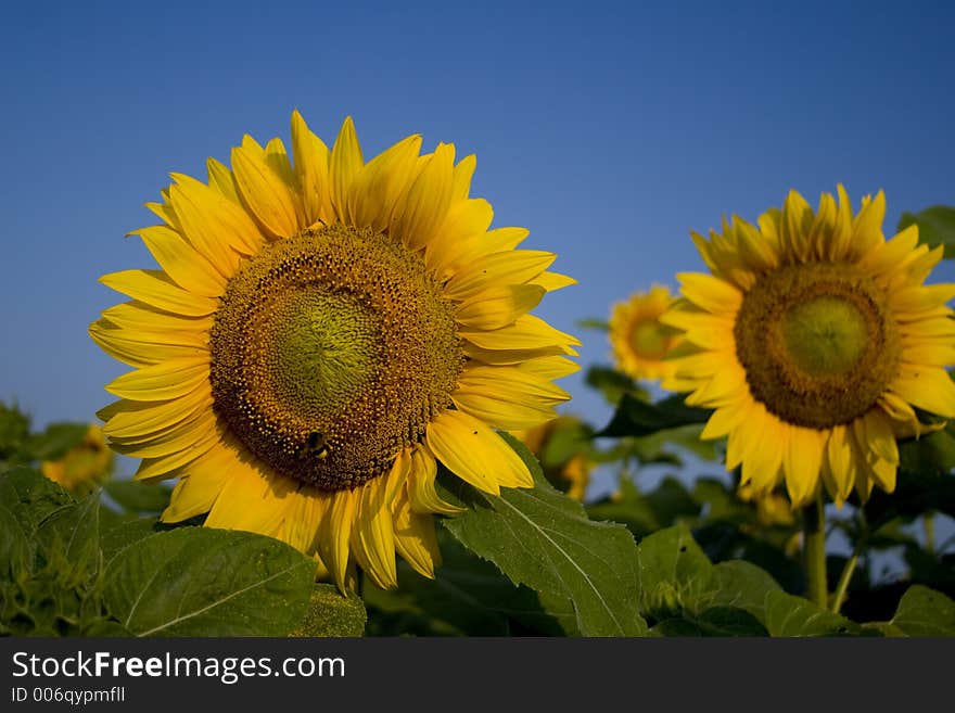 Field of sunflowers