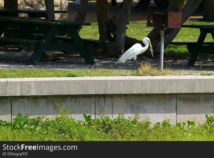 Lunchtime In The Picnic Area