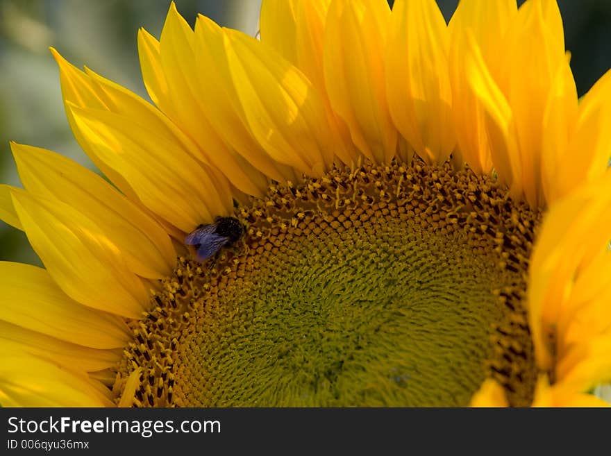 Part of sunflower. Part of sunflower