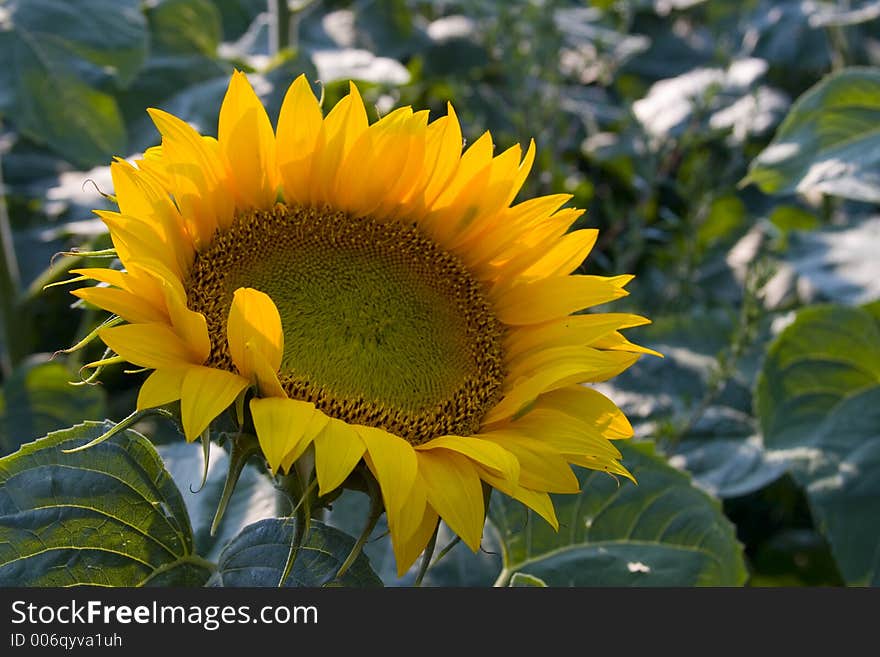 Sunflower on field