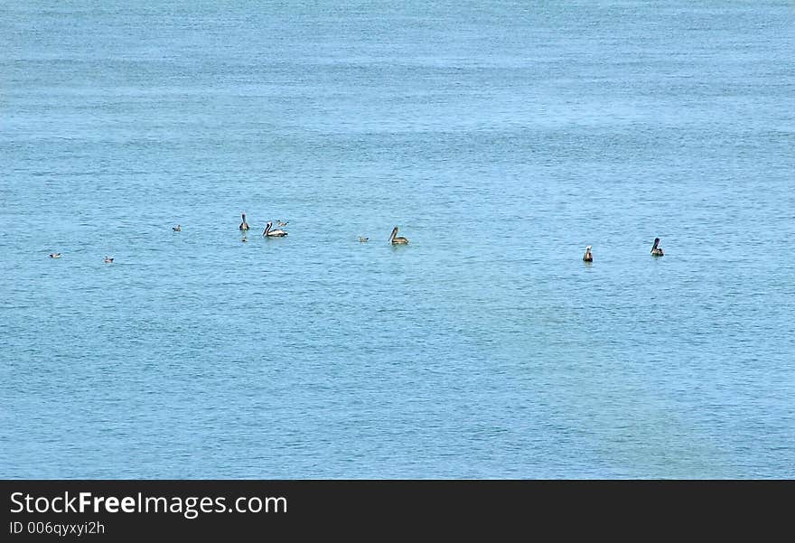 Several Brown Pelicans and Sea Gulls Resting after their fishing frenzy. Photographed at Ft. Desoto State Park, St. Petersburg FL. Several Brown Pelicans and Sea Gulls Resting after their fishing frenzy. Photographed at Ft. Desoto State Park, St. Petersburg FL