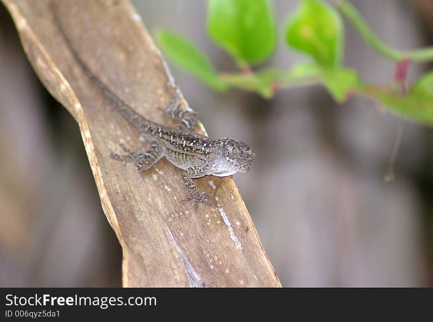 Lizard resting in the shade at the bottom of the steps leading to the top of the Ammo Bunker. Photographed at Ft. Desoto State Park, St. Petersburg FL