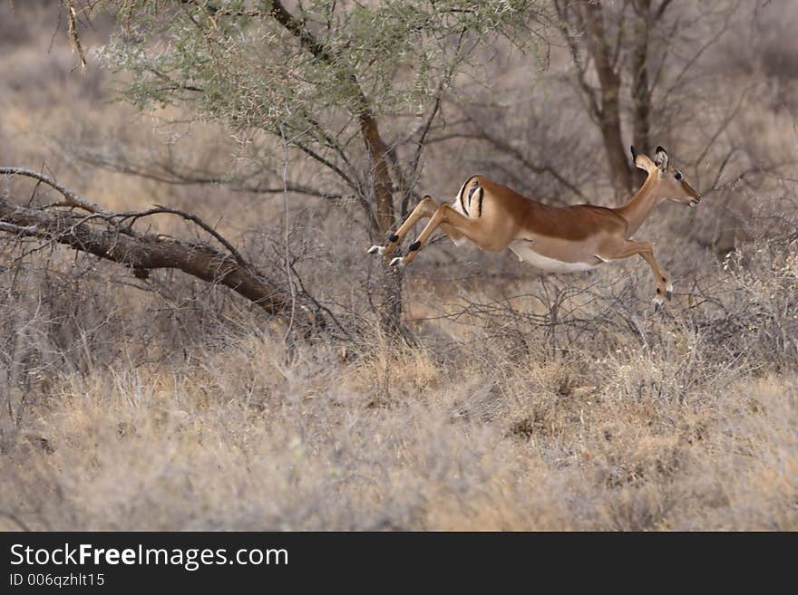 Impala Running