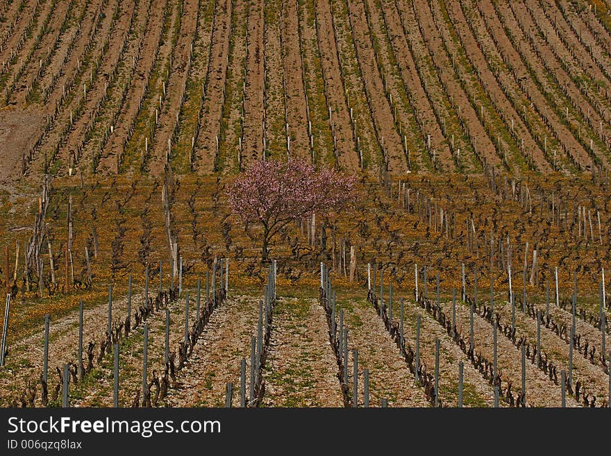 Tree in the midle of the vine