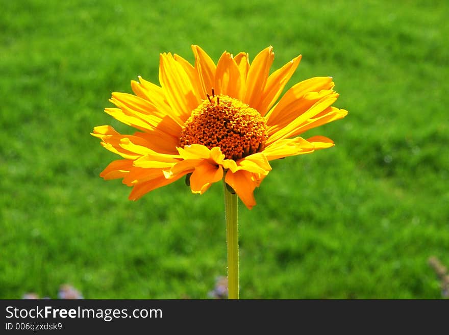 Yellow Flower